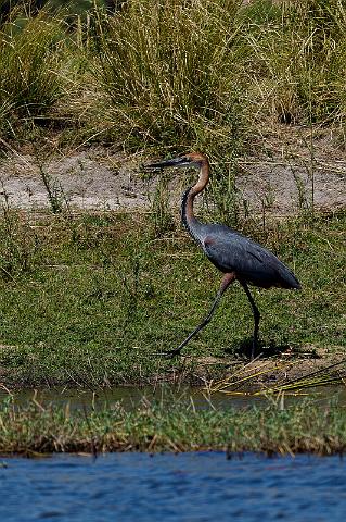 046 Chobe NP, reuzenreiger.jpg